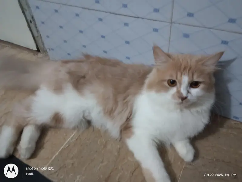 Three Persian cats available — photo 5