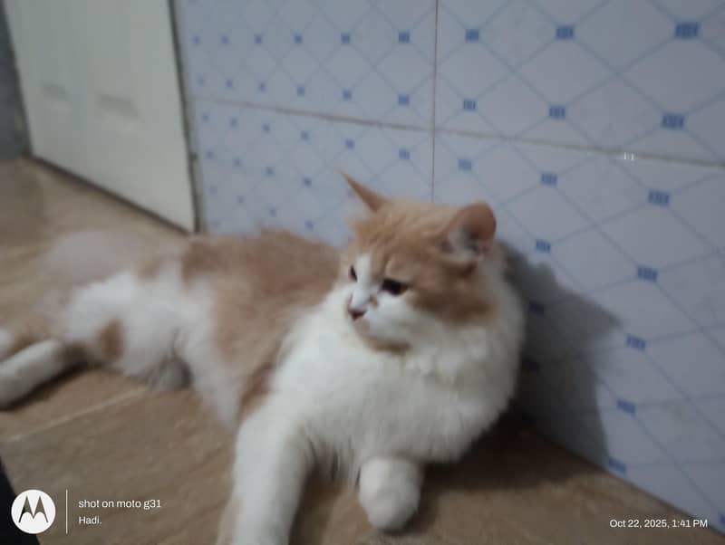 Three Persian cat 5