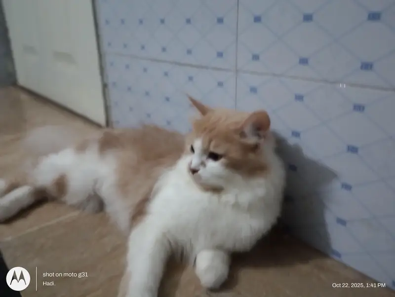 Three Persian cats available — photo 6