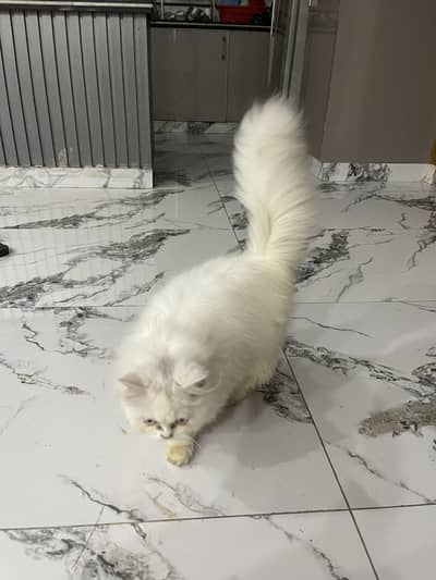 Persian cat for sale
