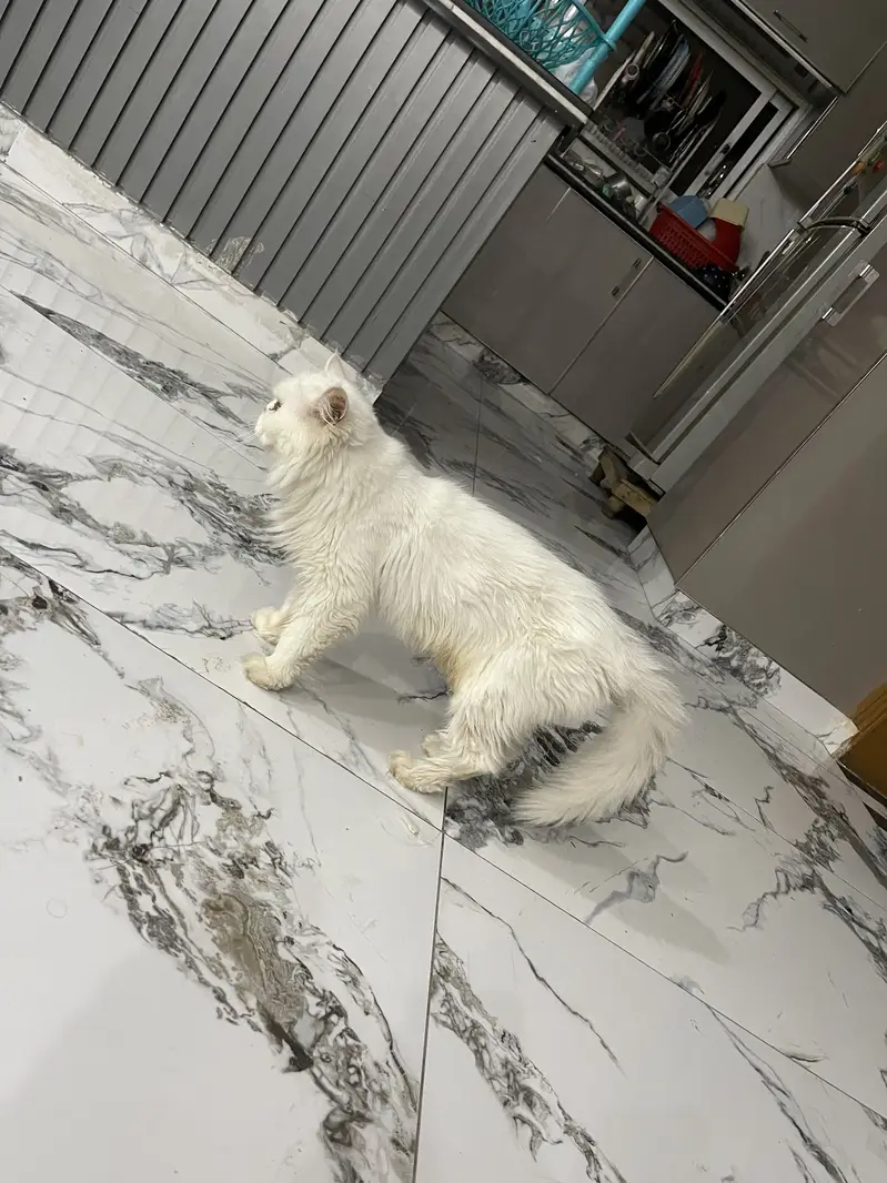 Persian cat for sale — photo 2