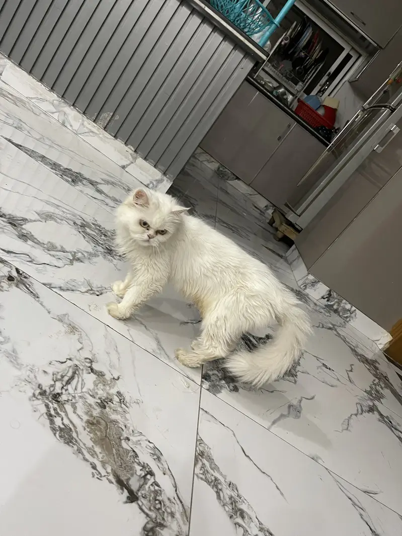 Persian cat for sale — photo 3