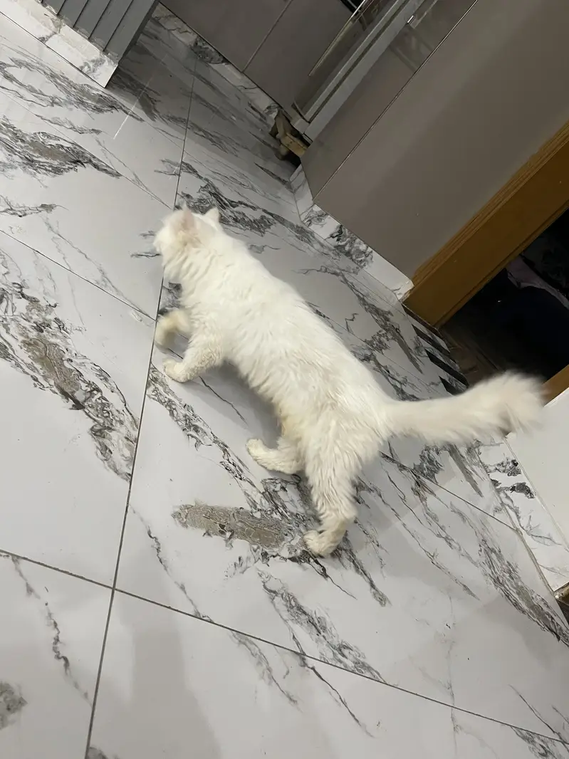 Persian cat for sale — photo 4