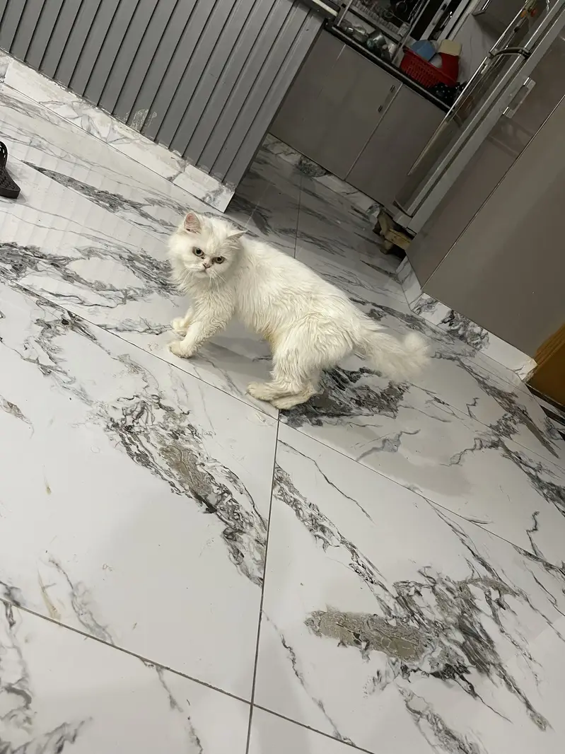 Persian cat for sale — photo 5