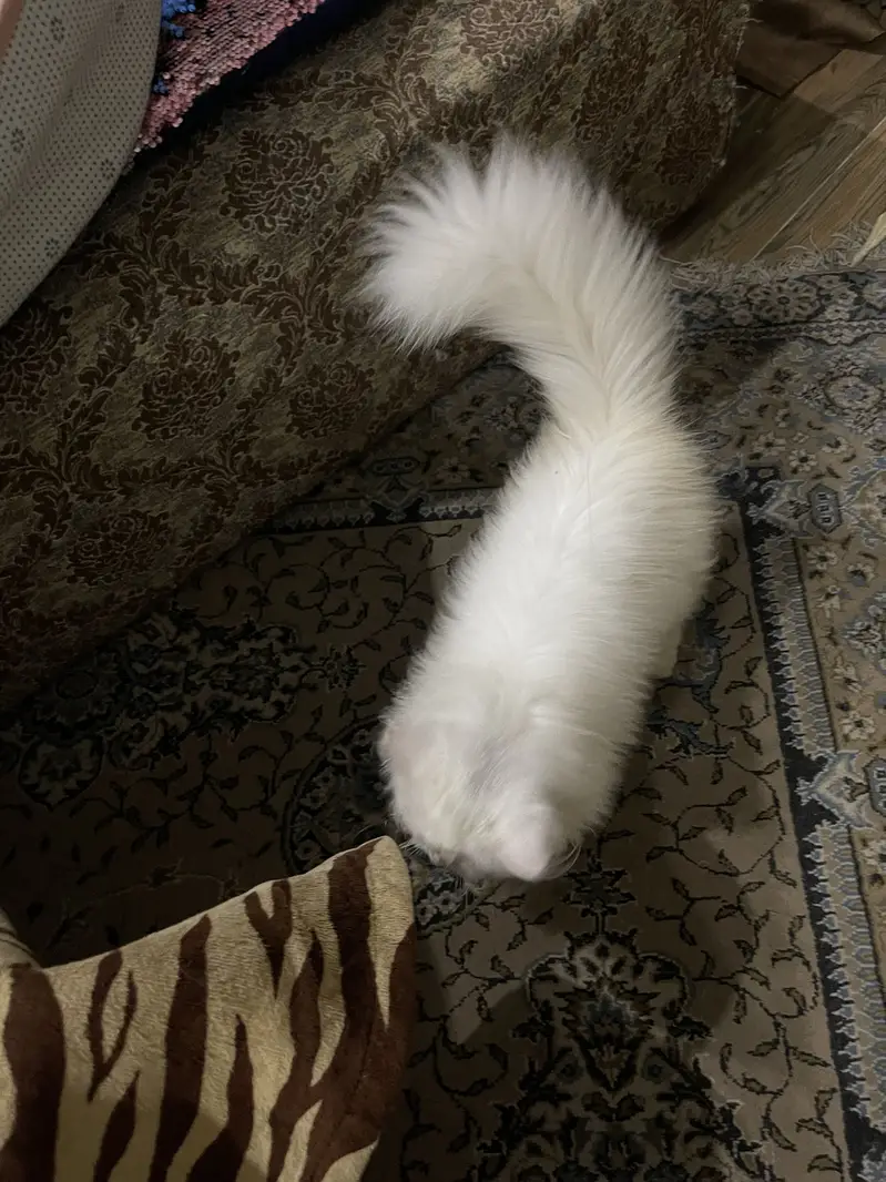 Persian cat for sale — photo 6