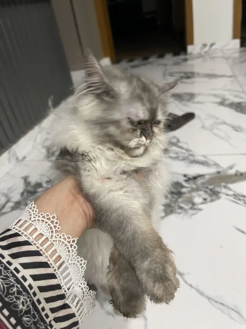 Persian cat for sale — photo 7