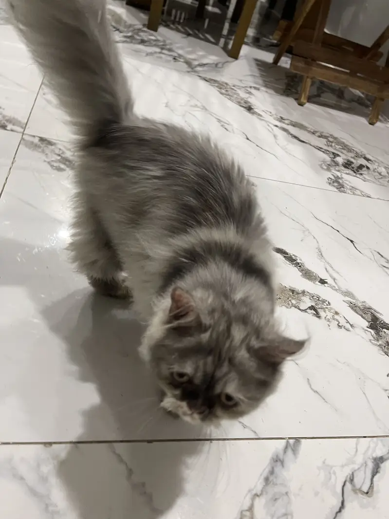 Persian cat for sale — photo 8
