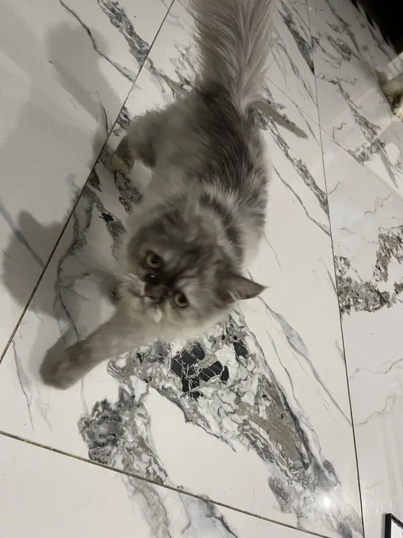 Persian cat for sale — photo 9
