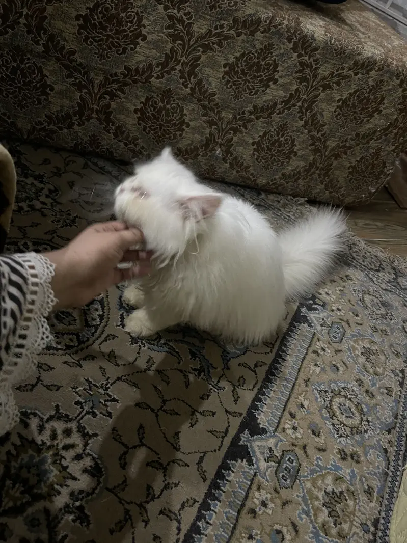 Persian cat for sale — photo 10