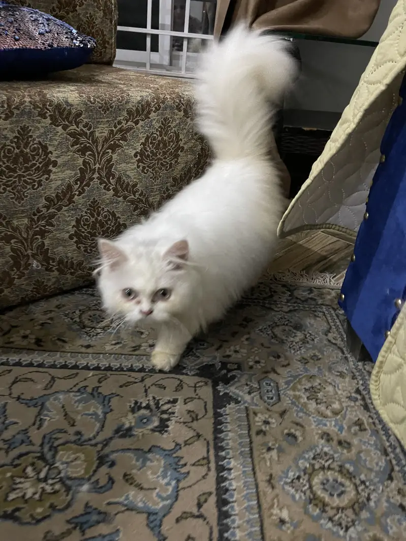 Persian cat for sale — photo 11