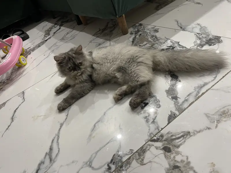 Persian cat for sale — photo 12