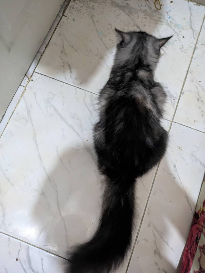 Three Persian cat 6