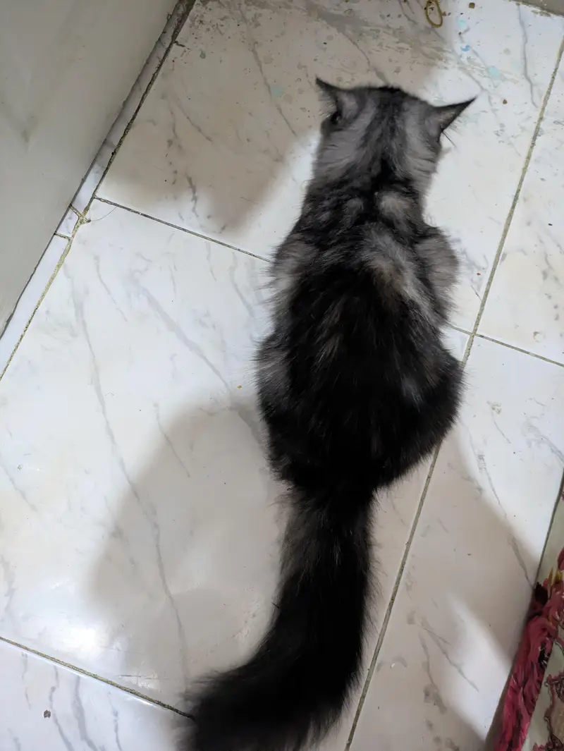 Three Persian cats available — photo 7