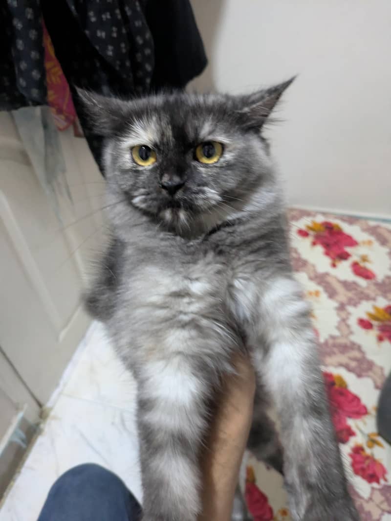 Three Persian cat 7