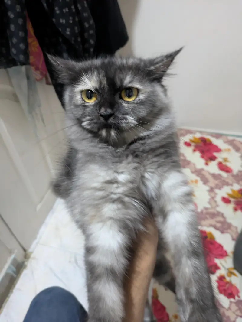 Three Persian cats available — photo 8