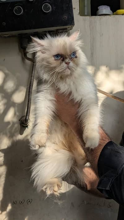 Female & Male & kitten all available . 3 female 1 male adult