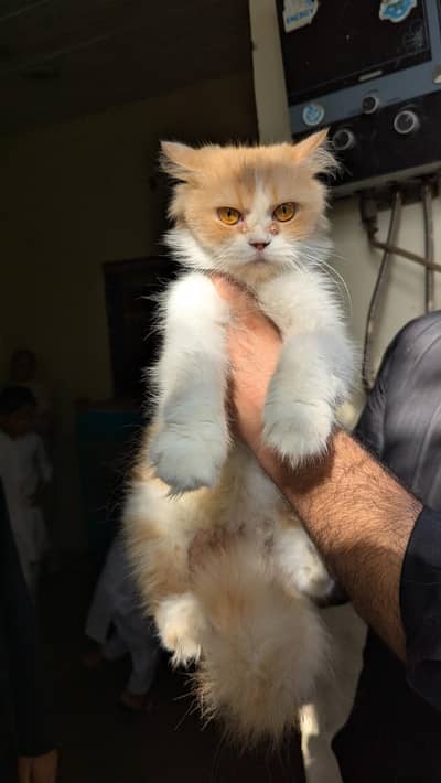 Female  adult bredder available for new home