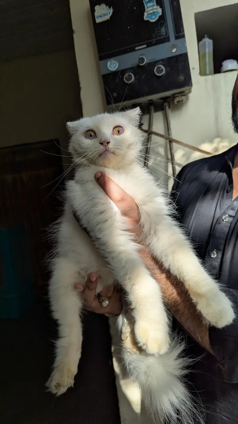 Female & Male & kitten all available . 3 female 1 male adult — photo 4
