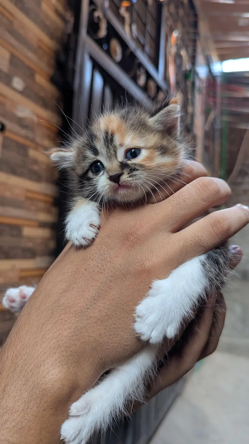 Female & Male & kitten all available . 3 female 1 male adult — photo 5