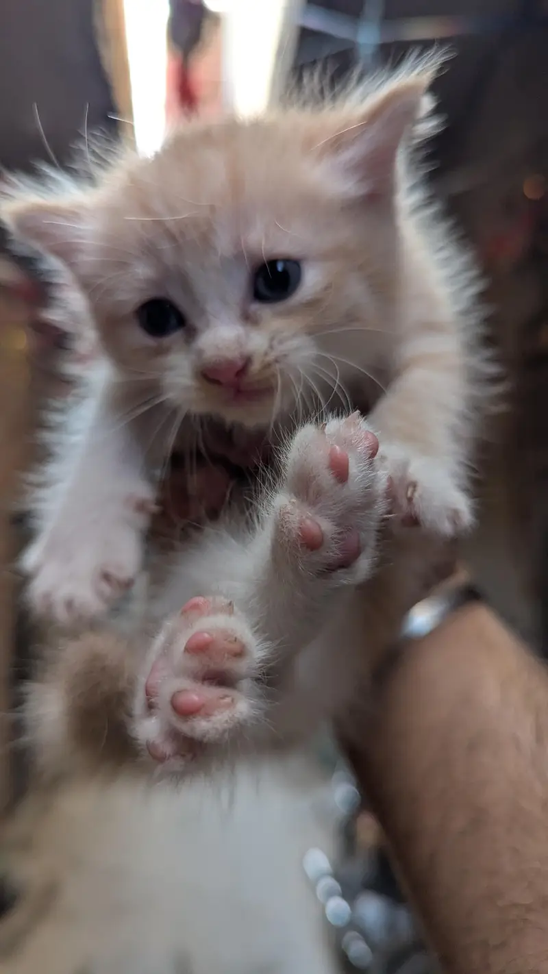 Female & Male & kitten all available . 3 female 1 male adult — photo 6