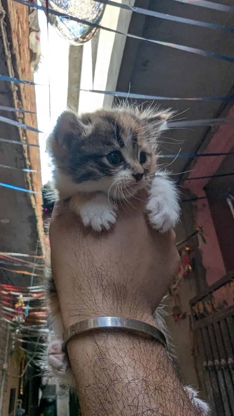 Female & Male & kitten all available . 3 female 1 male adult — photo 7