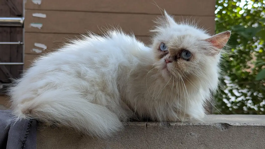 Female & Male & kitten all available . 3 female 1 male adult — photo 9