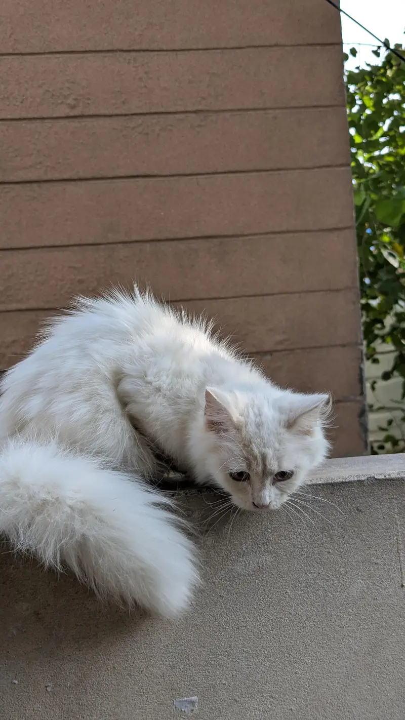 Female & Male & kitten all available . 3 female 1 male adult — photo 10
