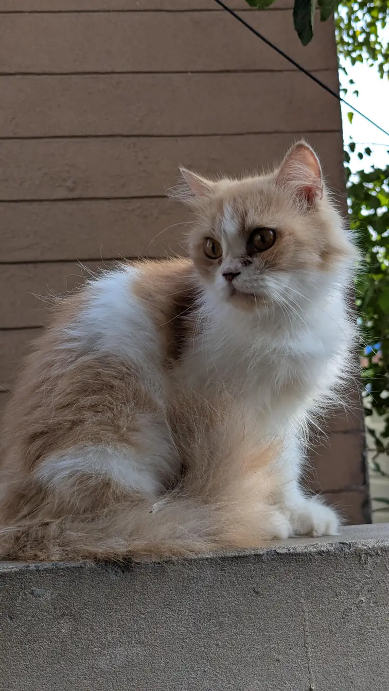 Female & Male & kitten all available . 3 female 1 male adult — photo 11
