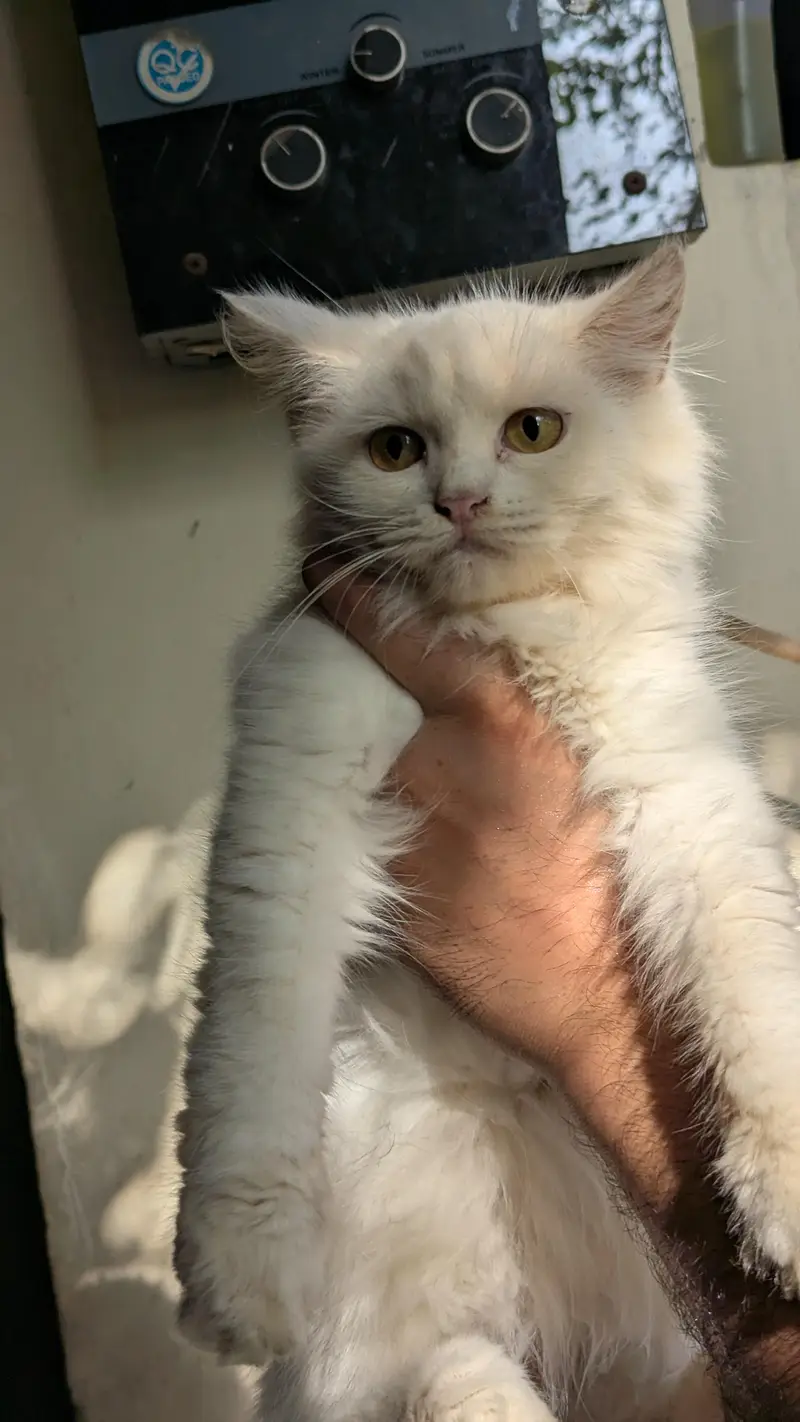 Female & Male & kitten all available . 3 female 1 male adult — photo 12