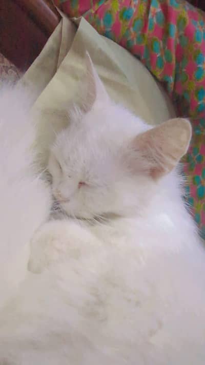 cat for sale