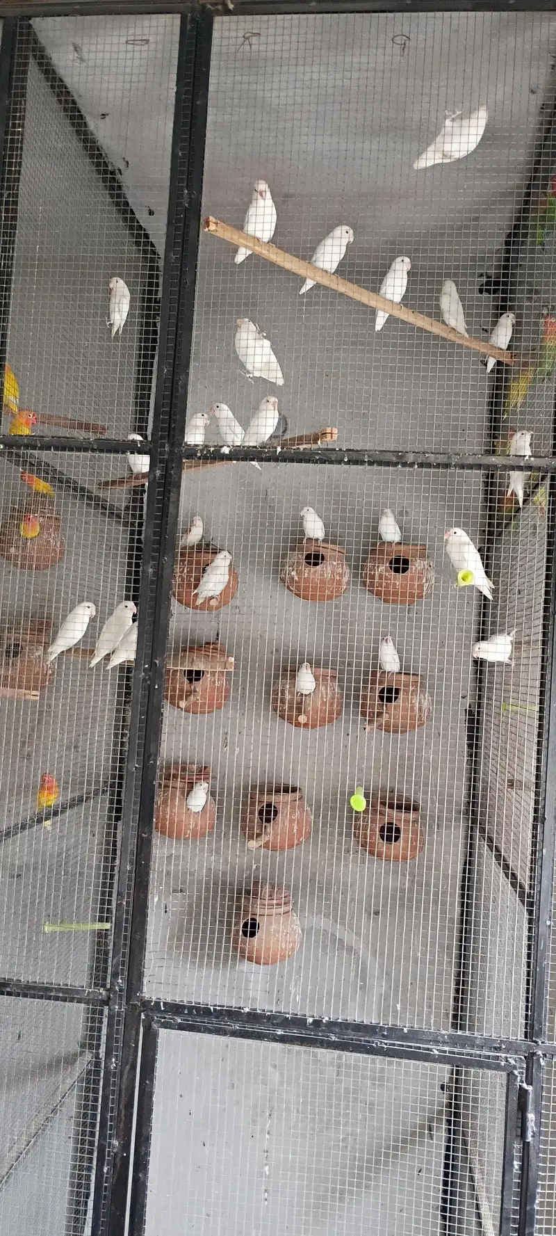 love birds — photo 2