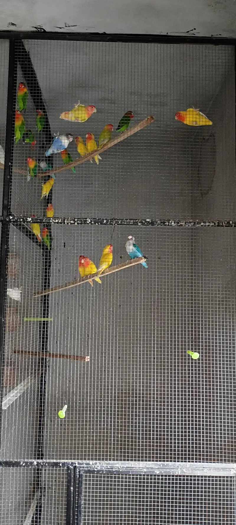 love birds — photo 3