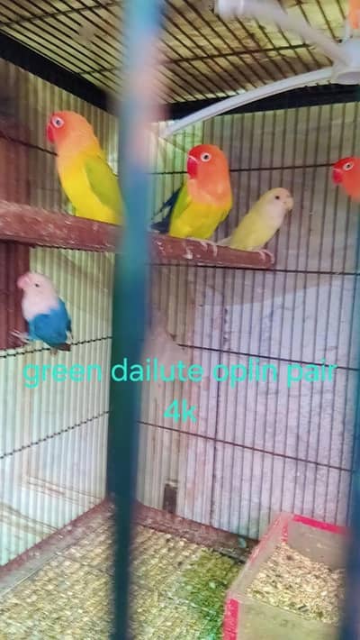 love birds