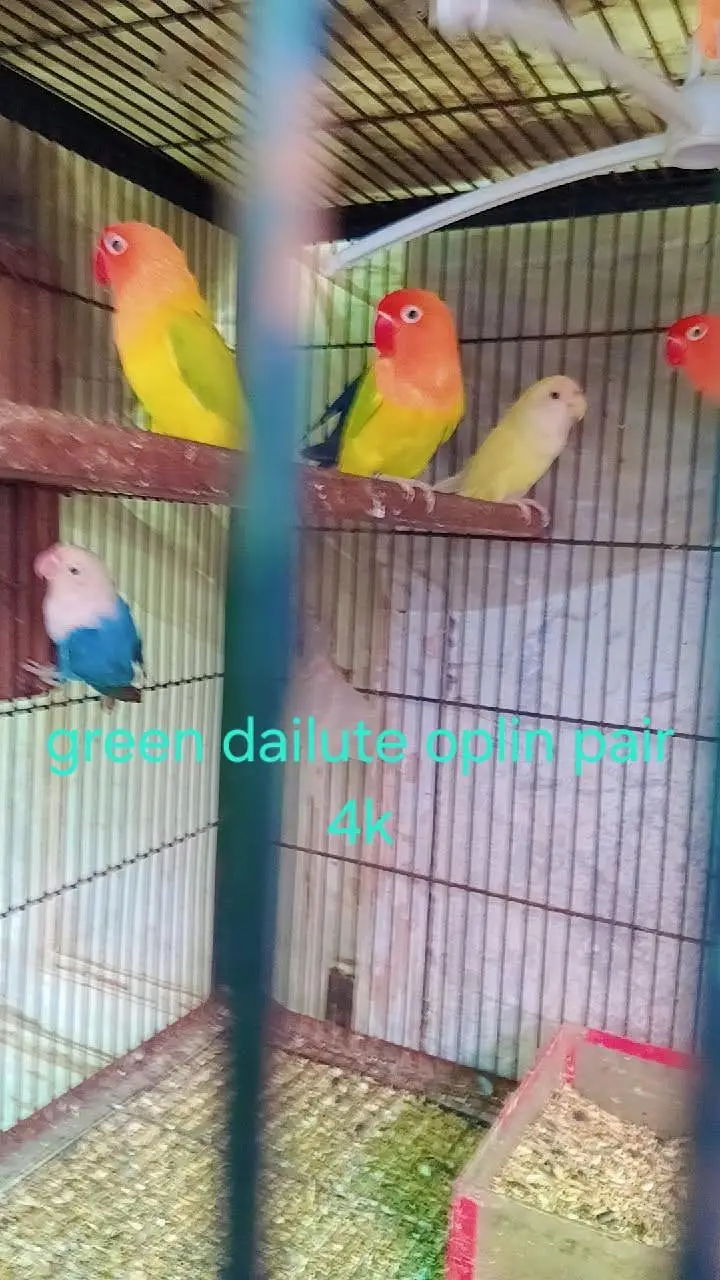 love birds