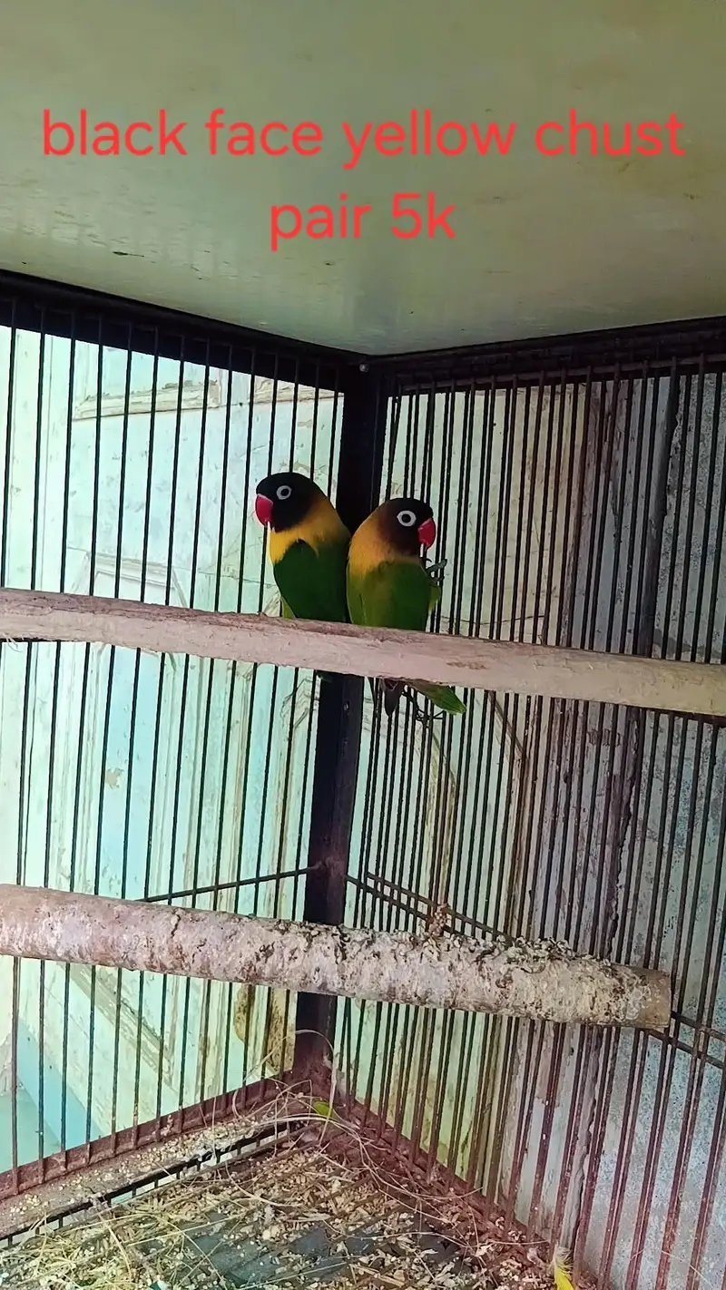 love birds — photo 2