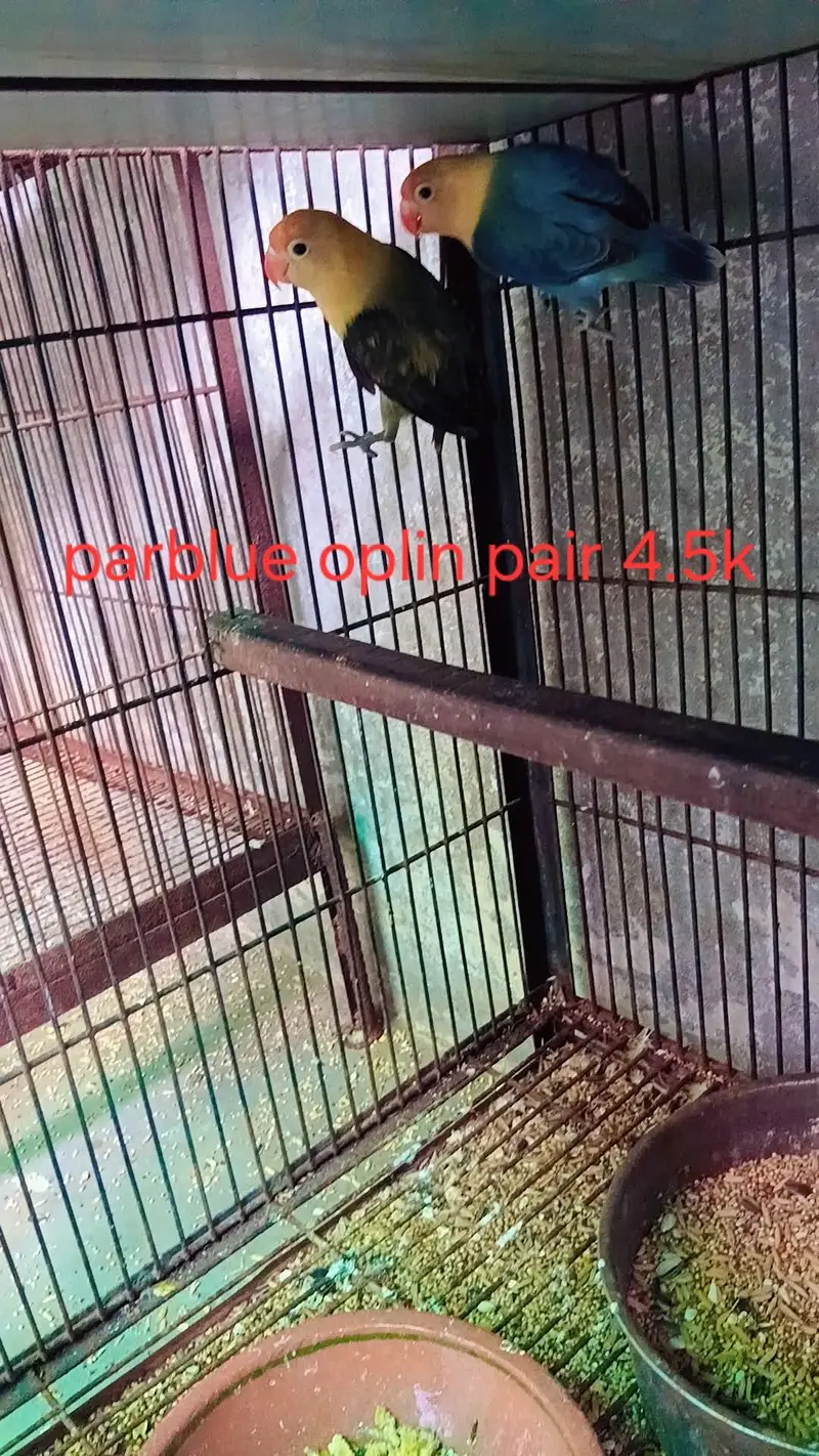 love birds — photo 3