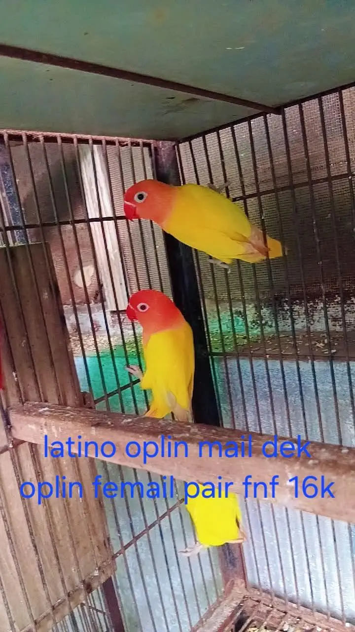 love birds — photo 4