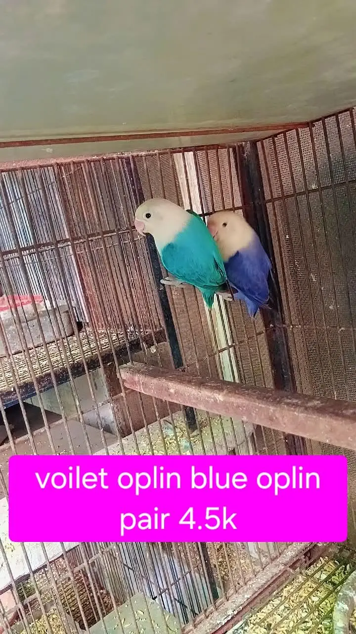 love birds — photo 5