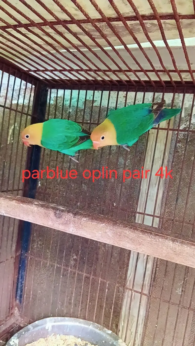 love birds — photo 6