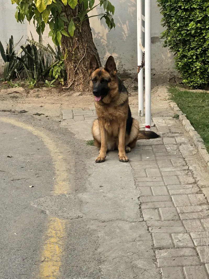 Breeder Female available — photo 3