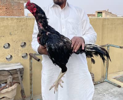 Aseel Mianwali breed Male and female