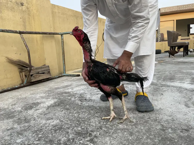 Aseel Mianwali breed Male and female — photo 2