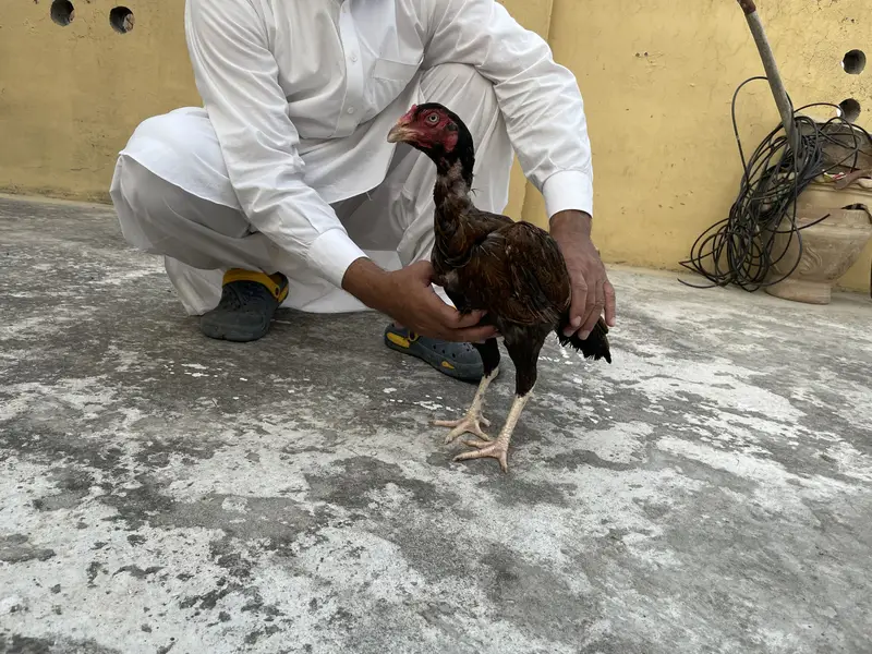 Aseel Mianwali breed Male and female — photo 3