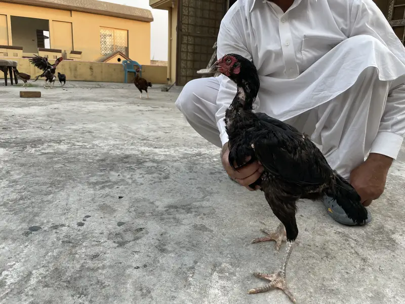 Aseel Mianwali breed Male and female — photo 4