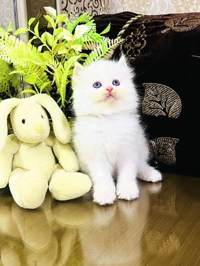 Persian Kittens | Triple Coated | Fluffy Kittens | For Sale | COD Ava