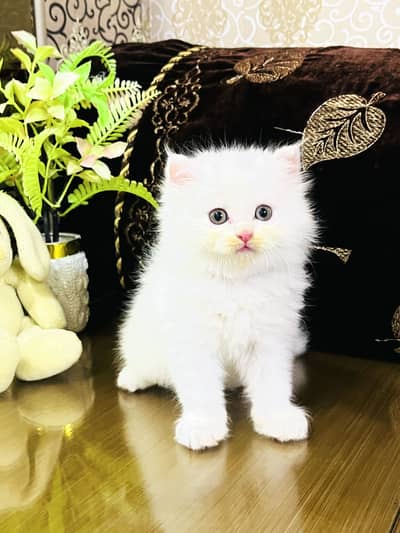 Persian Kittens | Triple Coated | Fluffy Kittens | For Sale | COD Ava