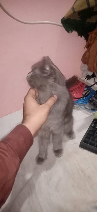 parshian cat for sale