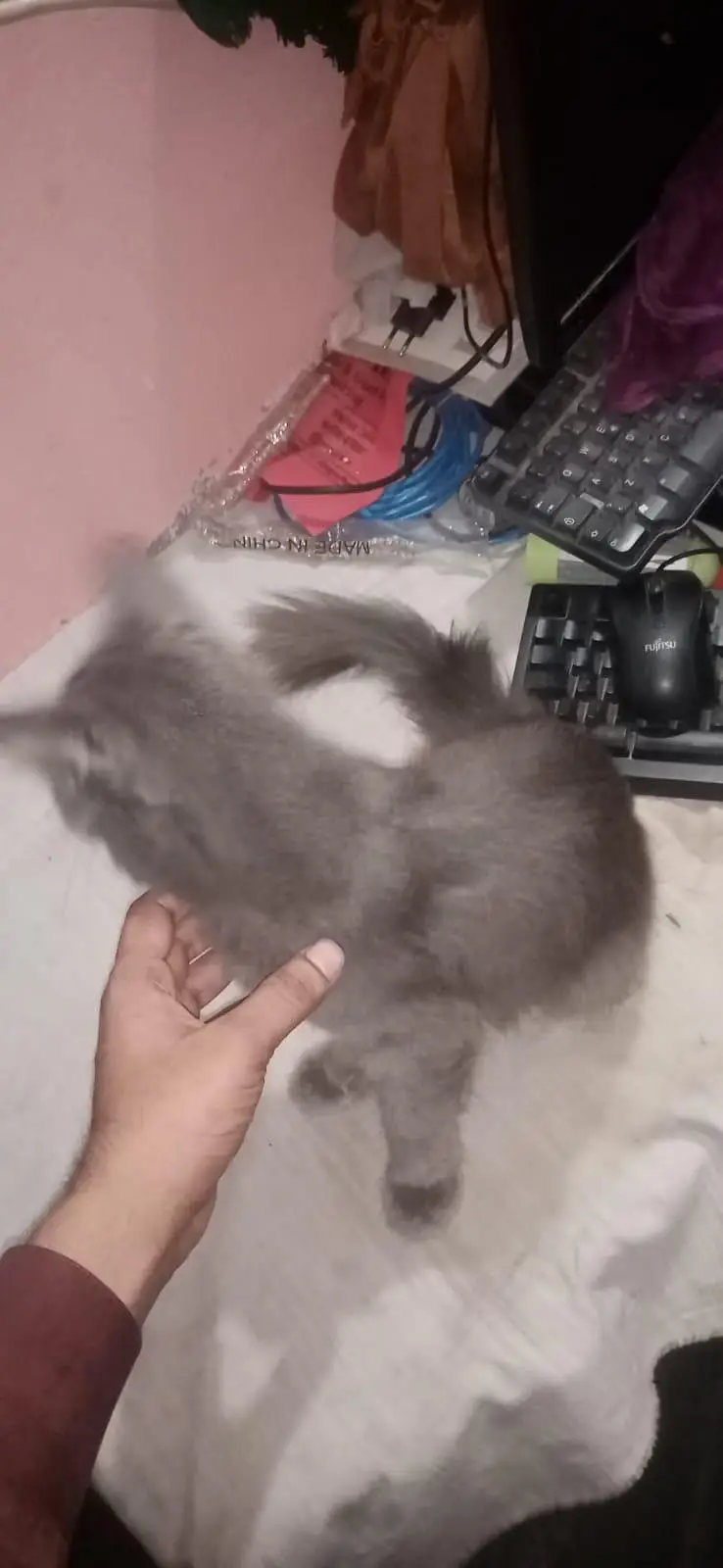 parshian cat for sale — photo 2
