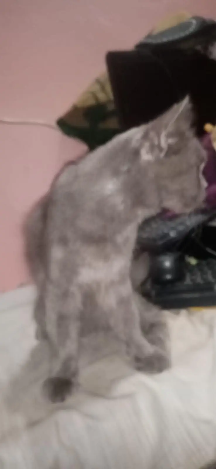 parshian cat for sale — photo 3