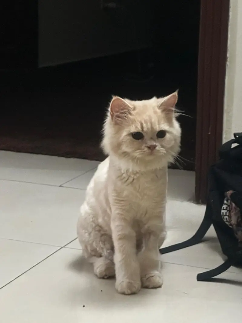 PAIR OF PERSIAN KITTENS — photo 2